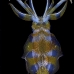 squid_reef_bigfin_bb_v_1416_alo3509.jpg